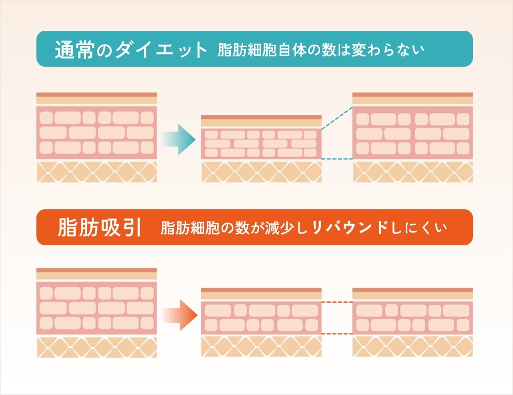 脂肪細胞そのものは減らない