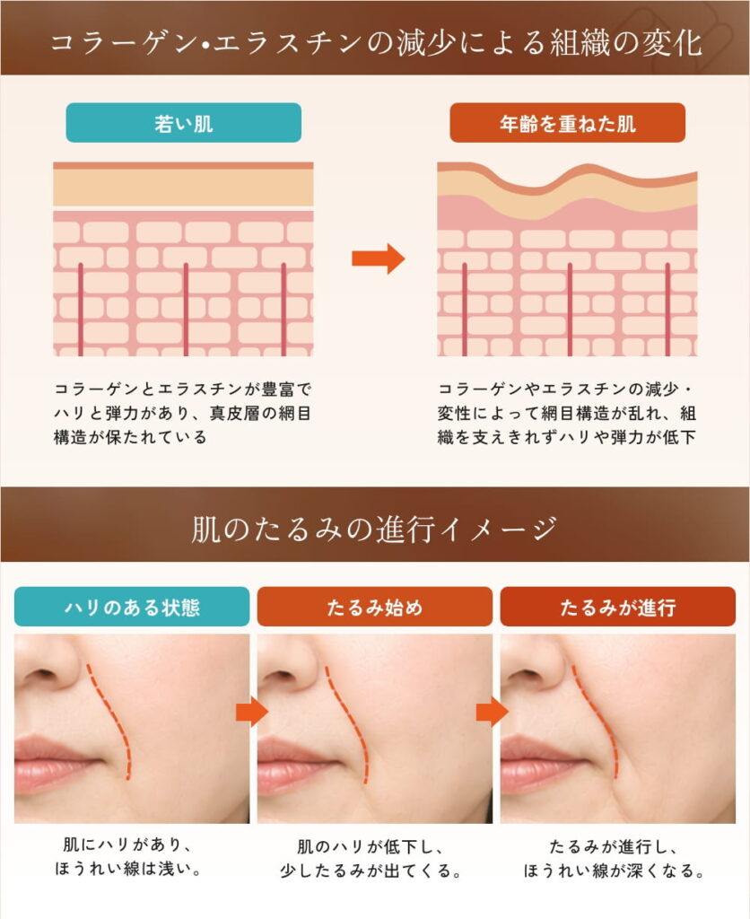 肌のコラーゲンとエラスチンの加齢変化の図