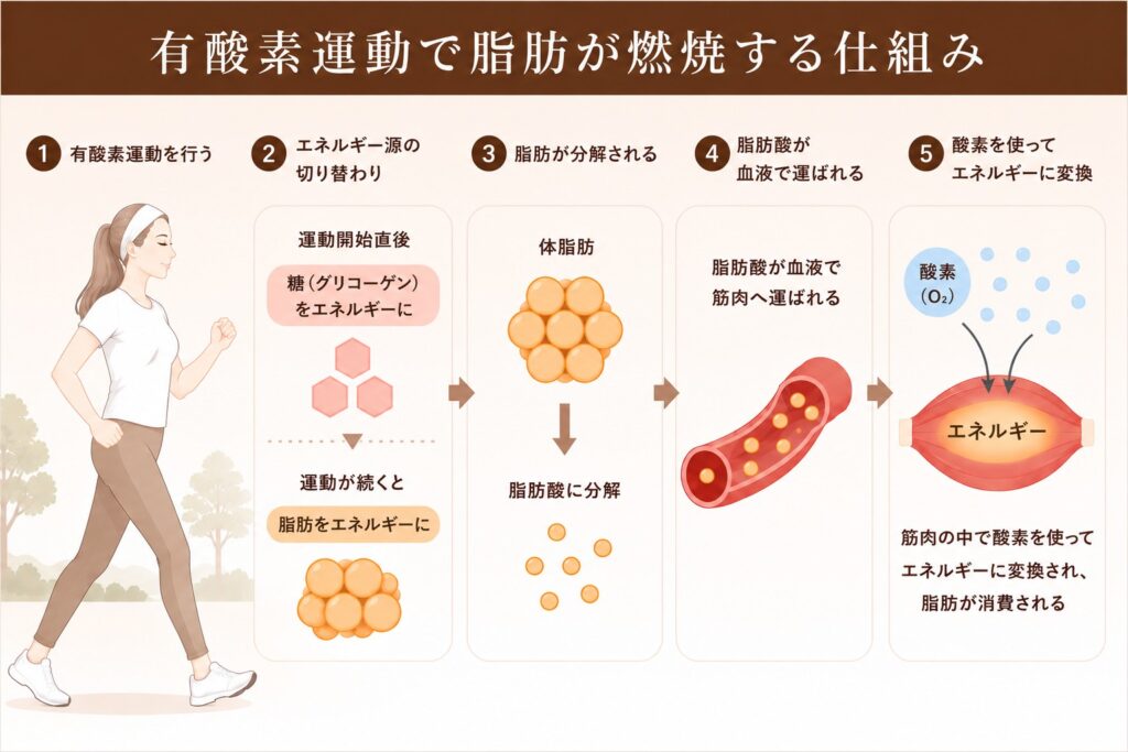 有酸素運動で脂肪が燃焼する仕組みのイラスト